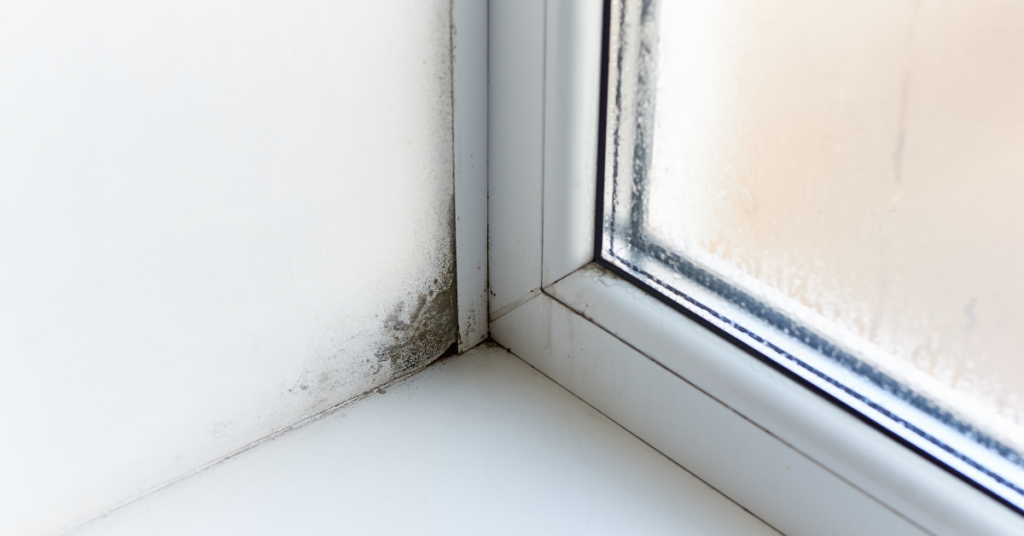 City Centre Renters: How to Prevent Damp and Mould this Winter