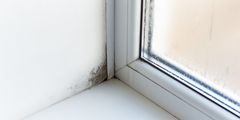 City Centre Renters: How to Prevent Damp and Mould this Winter